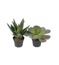 Succulent thumbnail