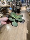 Succulent thumbnail