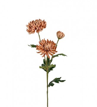 Chrysanthemum Beige