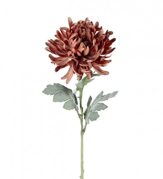 Chrysanthemum Burgunder