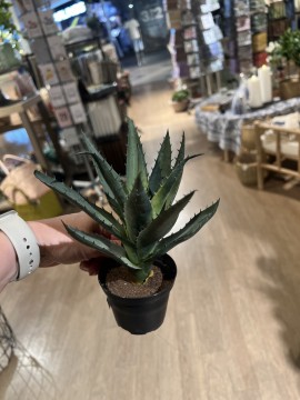 Succulent