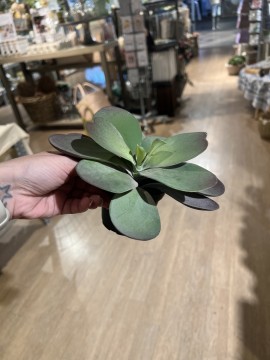 Succulent
